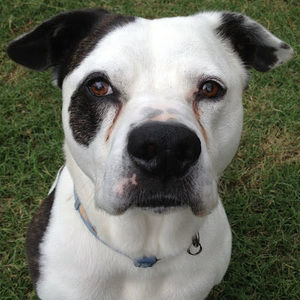 Meet your Posher, Clara